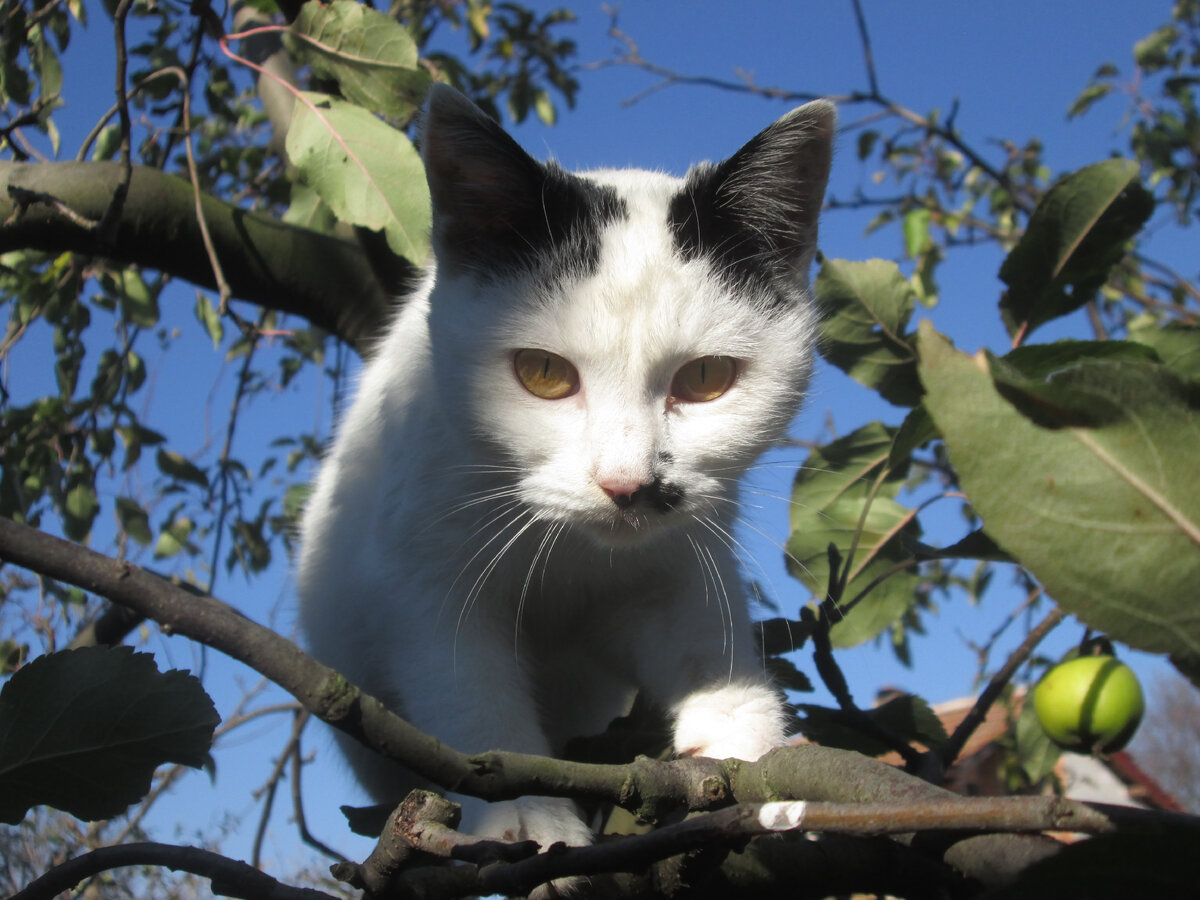 Вот так подарочек - пошла кормить кошек, а Зая к моим ногам принесла  котёночка | Болгария - здесь мой дом сегодня | Дзен