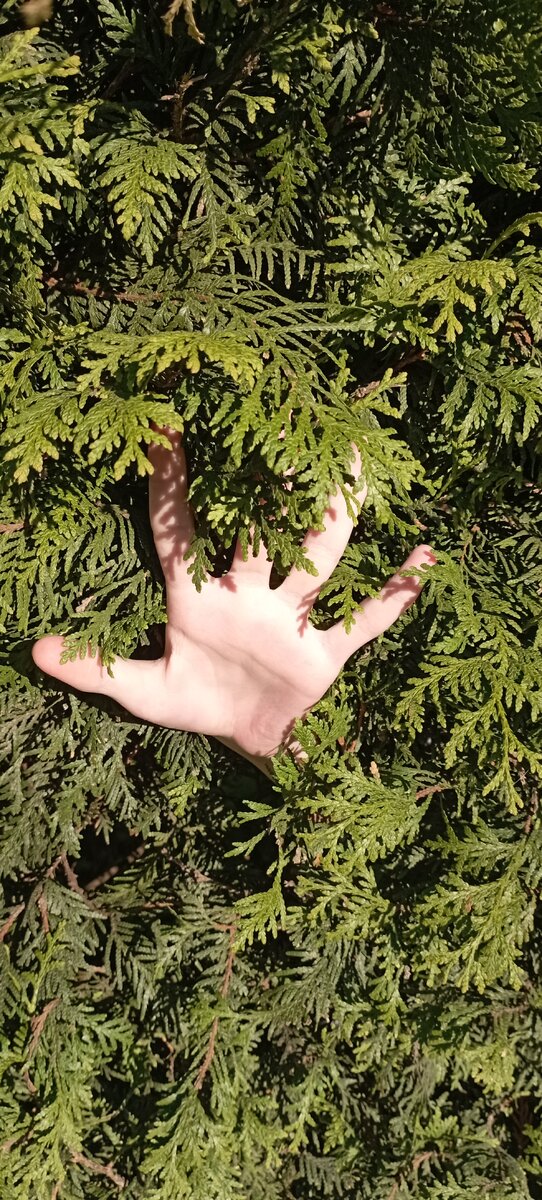 Прогулка в Ботаническом саду. На фото рука - это кого надо рука))) фото автора. 29.04.2024 г.