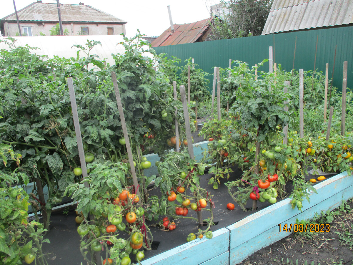 Многие огородники боятся высаживать томаты в открытый грунт раньше времени, опасаясь холодов.-2