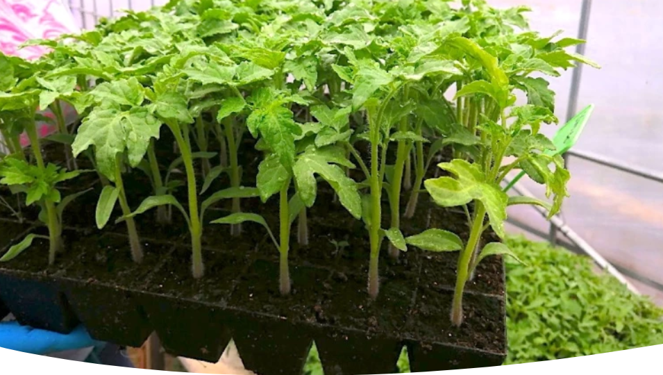 Почему перерастает рассада и что нужно делать, чтобы исправить ситуацию