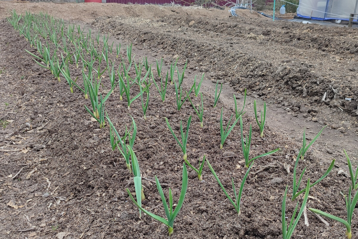 Чеснок уже хорошо подрос