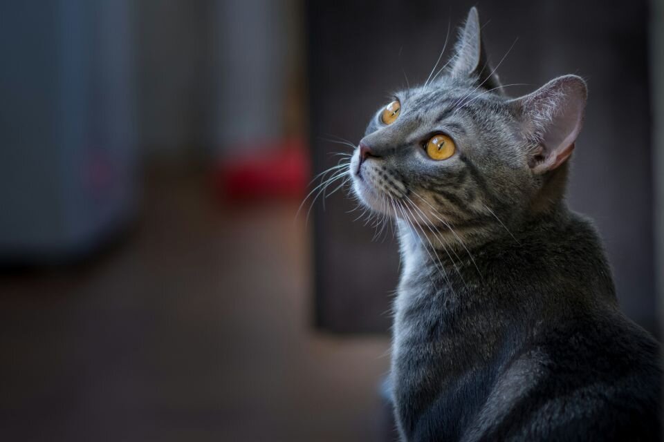    Кошка. Источник: unsplash.com
