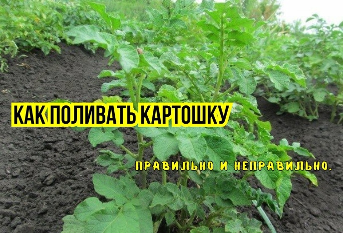 Почему мы неправильно поливаем картошку: 2 ошибки стоят урожая. И про полив от всходов до уборки, как поливать правильно: агрономы советуют