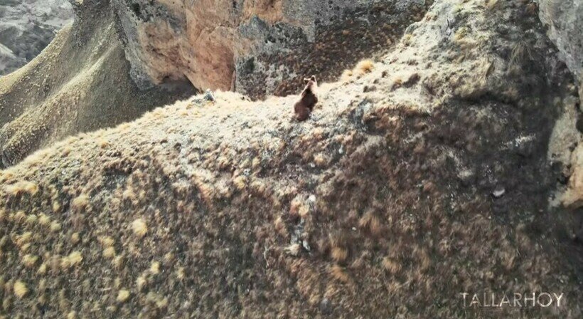    Видео: медведь-альпинист покорил зрителей тем, как он ловко забирается по скалам