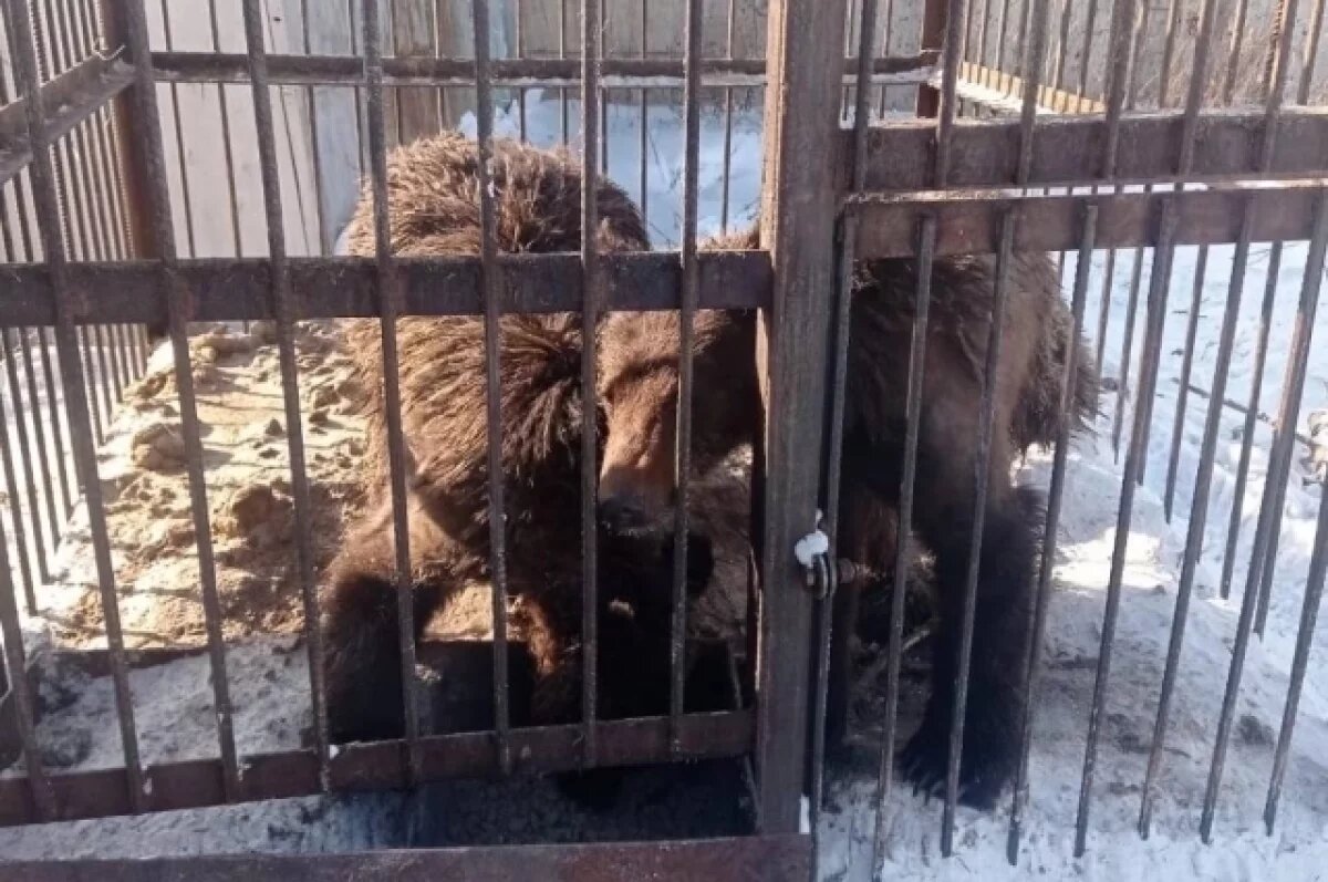 Трупы нашли на свалке. Что случилось с медвежатами, погибшими в Кузбассе |  АиФ–Кузбасс | Дзен