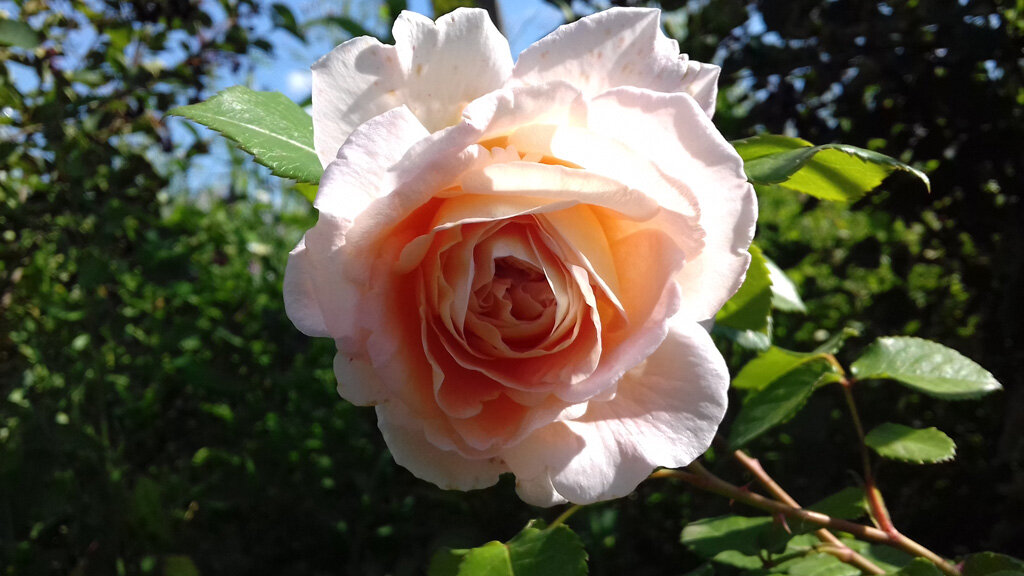 Abraham Darby, Austin, 1985, Английские розы Д.Остина - первый цветок (фото автора)