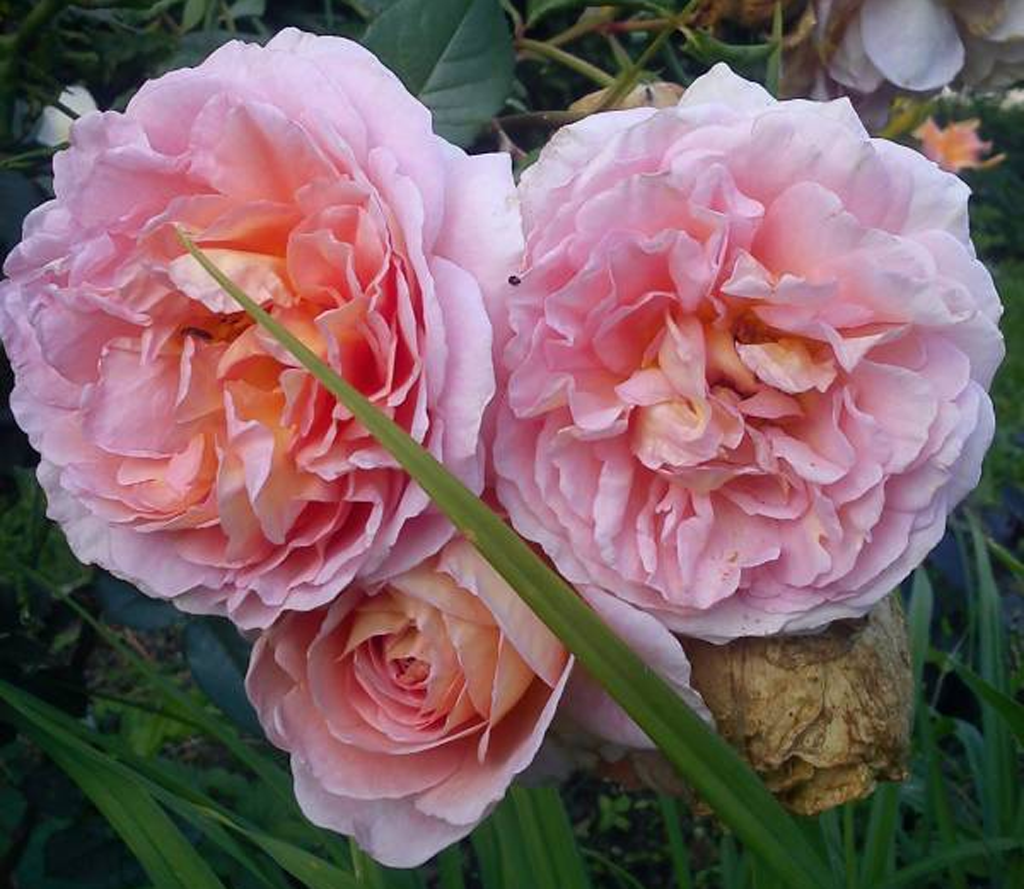 Abraham Darby, Austin, 1985, Английские розы Д.Остина - без прикрас