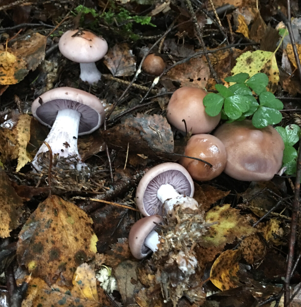 Фиолетовая рядовка поздне осенние грибы