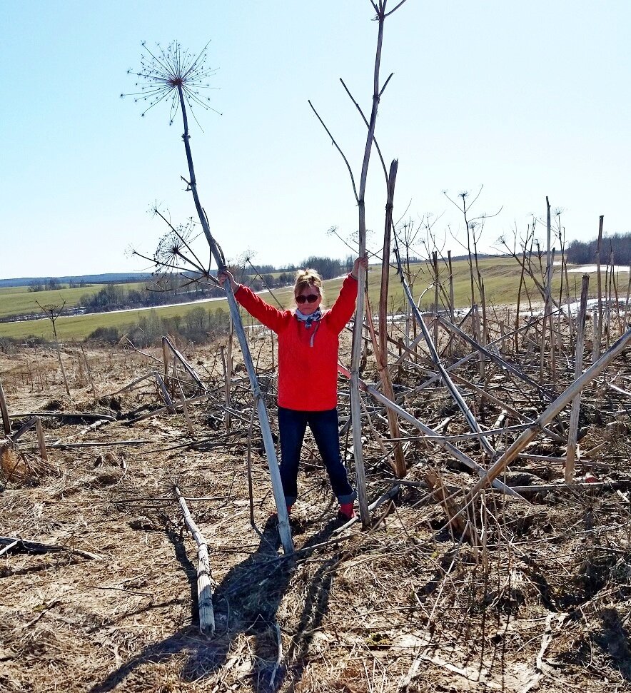 Фото автора. Деревенские просторы и борщевик: размеры бедствия.