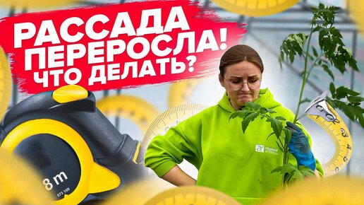 ЕСЛИ РАССАДА ТОМАТОВ ПЕРЕРОСЛА... ПРОВЕРЕННЫЙ ГОДАМИ СПОСОБ!