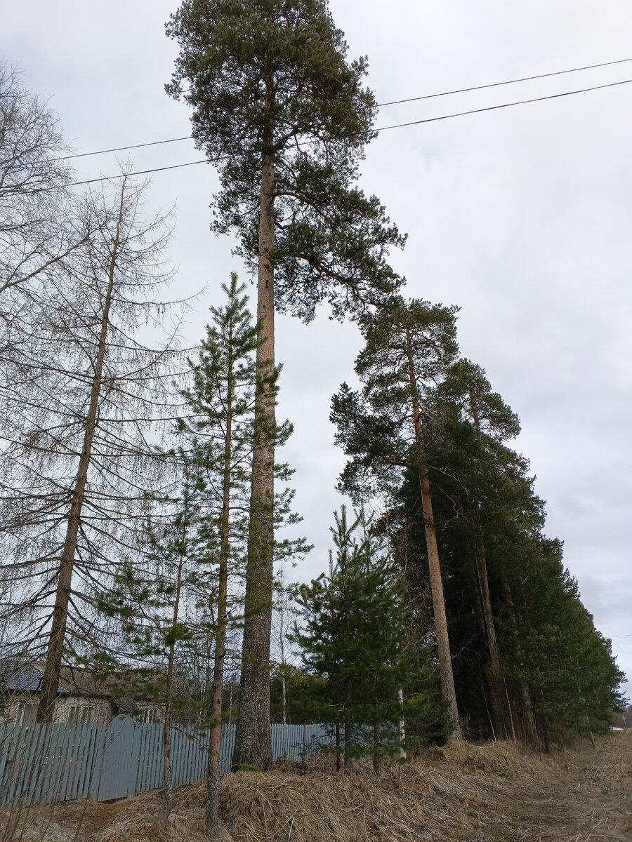 фото автора, сосны вековые меня всегда встречают у дома