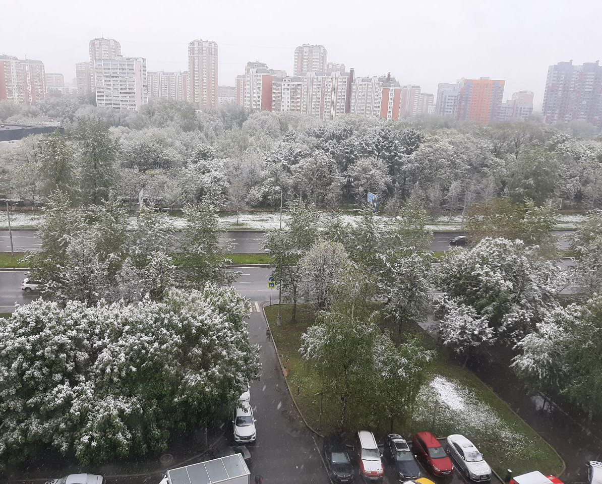 Цветущие каштаны и черемухи накрыло снегом... Фото автора... 
