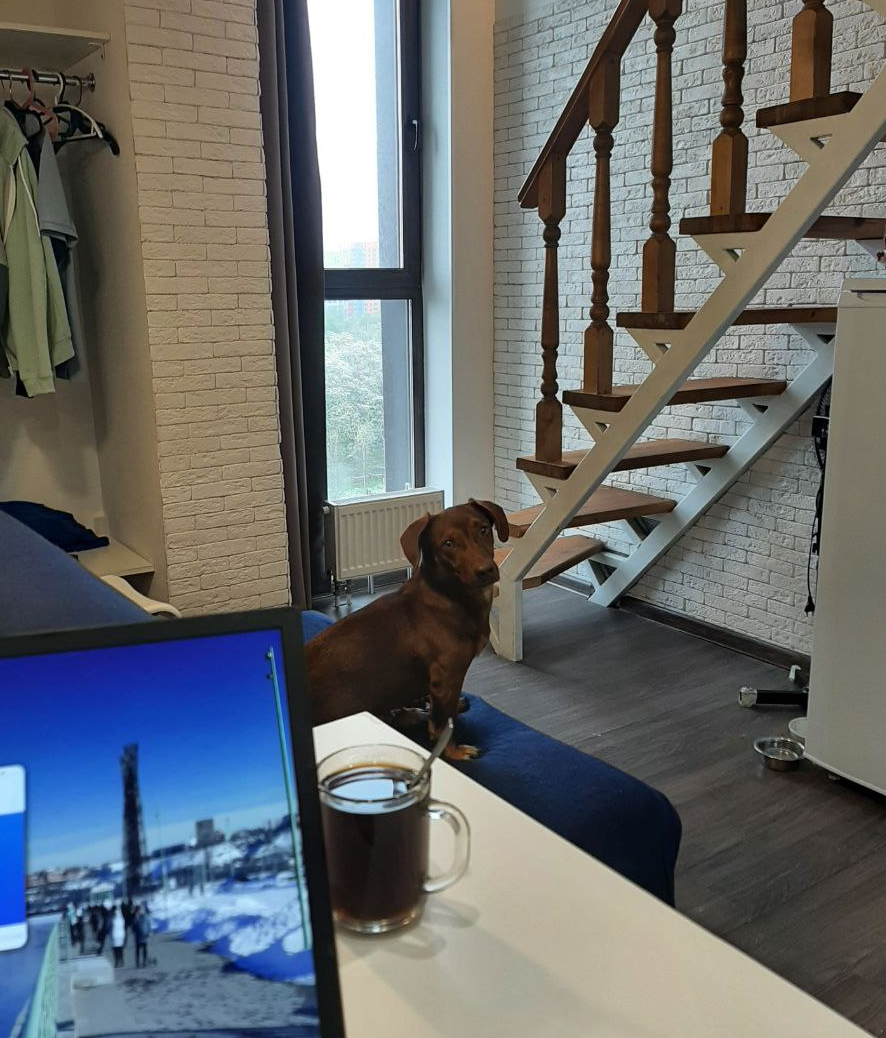 Чарли на диване, укрытым нашим пледом, потому что пол очень холодный. Фото автора