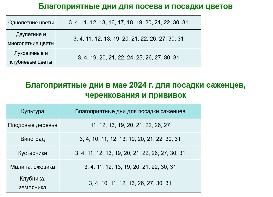 Роль правильного сорта в успешном выращивании капусты
