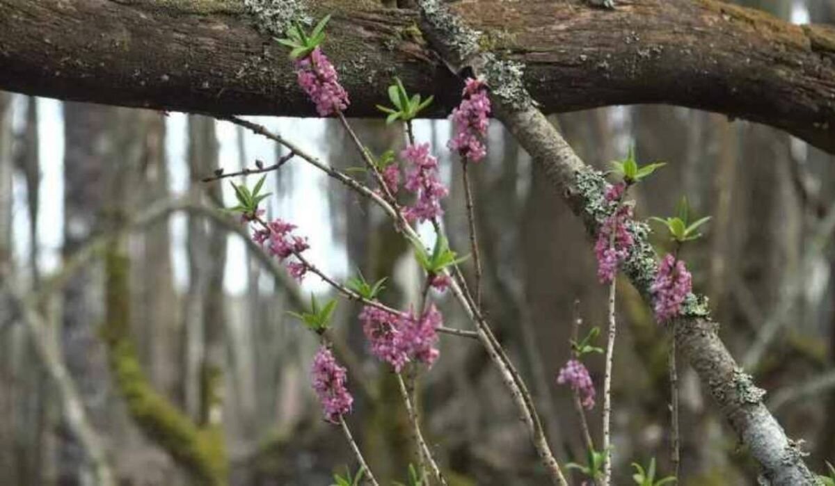     Волчеягодник смертельный. Источник: 78.ru Автор фото: Михаил Колокольцев