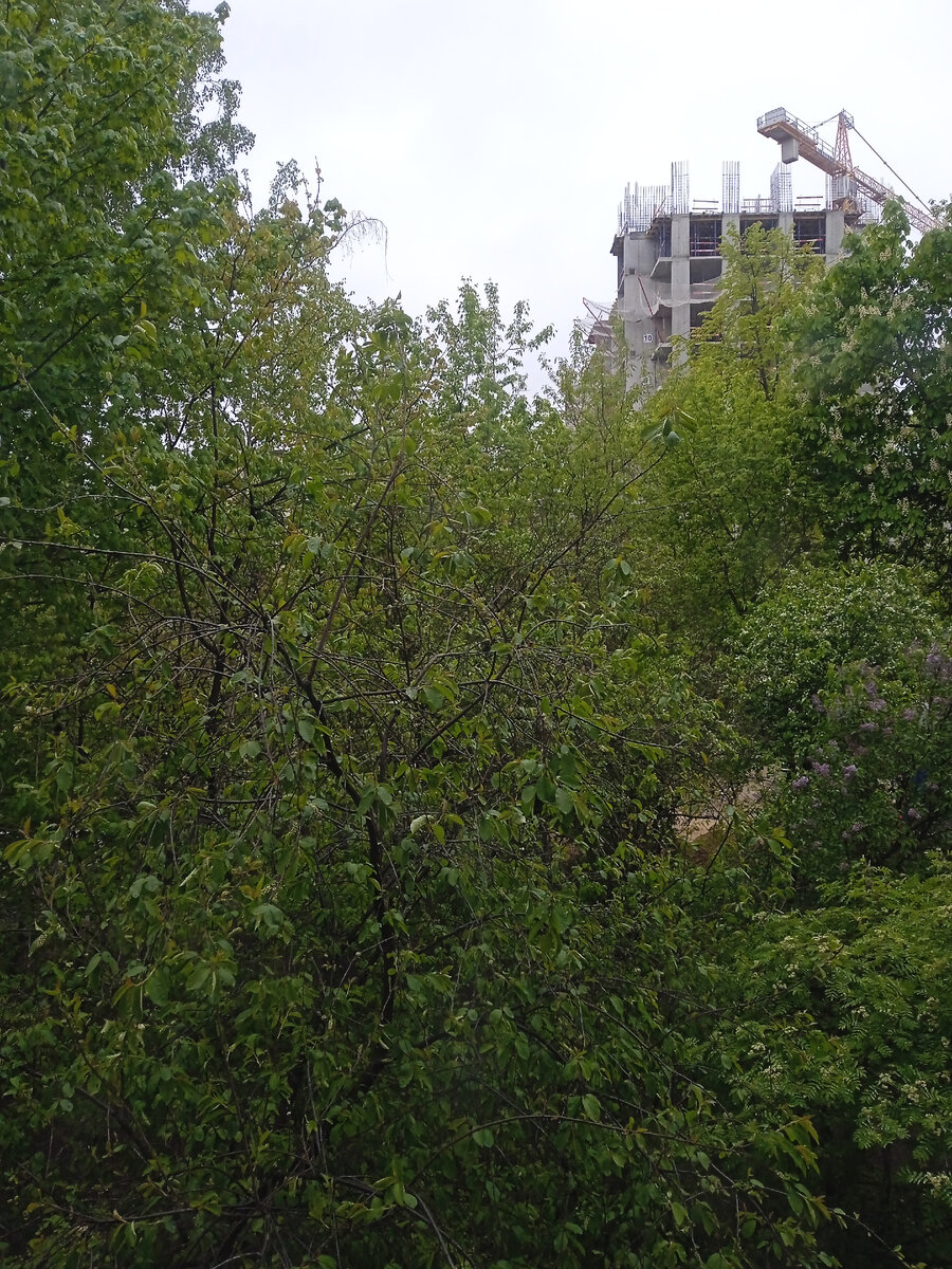 Выглянула в окно, а там снежинки с неба сыпятся, фото автора, вид из окна