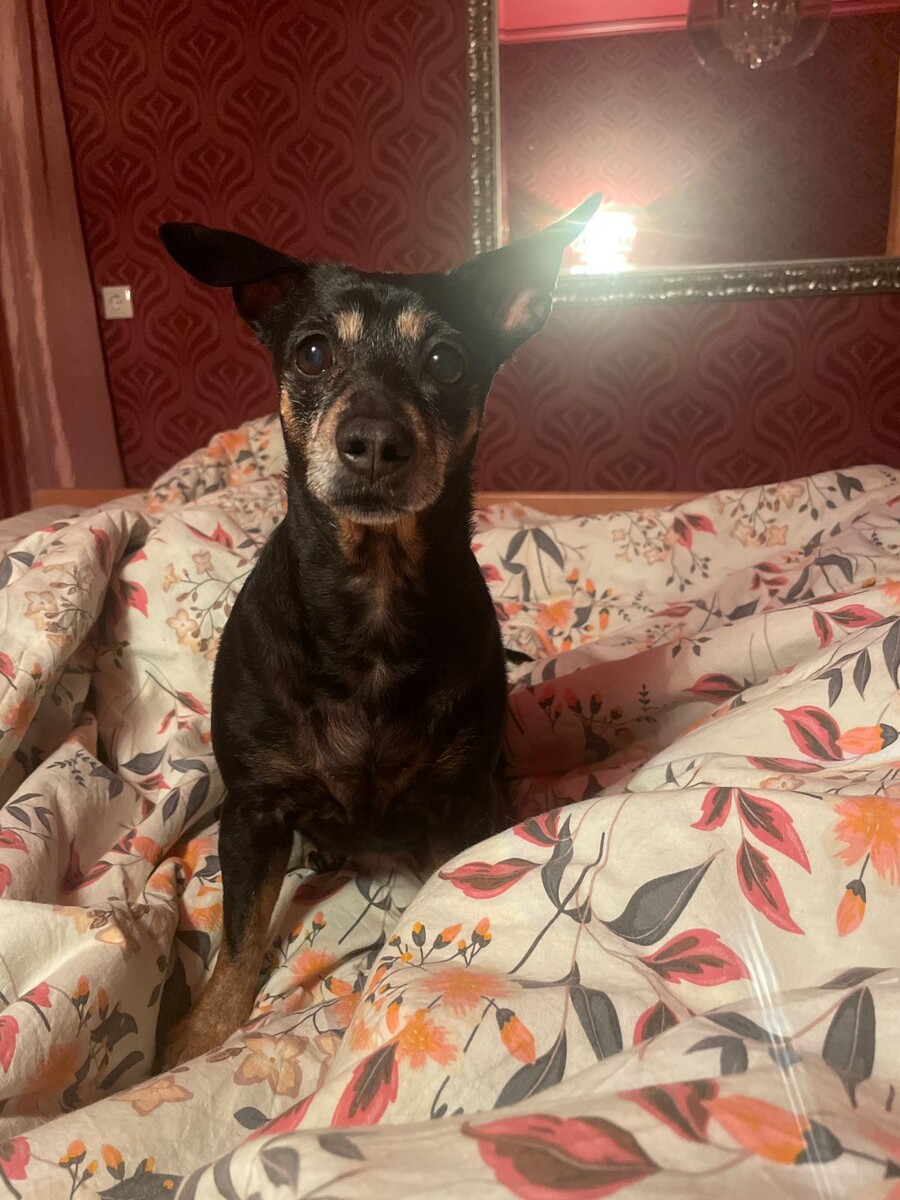 Любимица Шера. 2024 год.