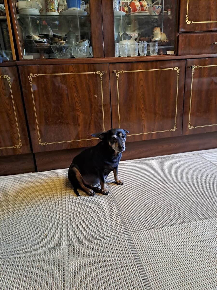  Шера в гостях у мамы после сытного обеда.  Кажется, она объелась. Можно и поспать. 2024 г.