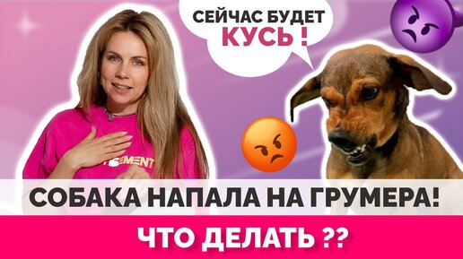 Как подстричь агрессивное животное? Агрессия в груминге