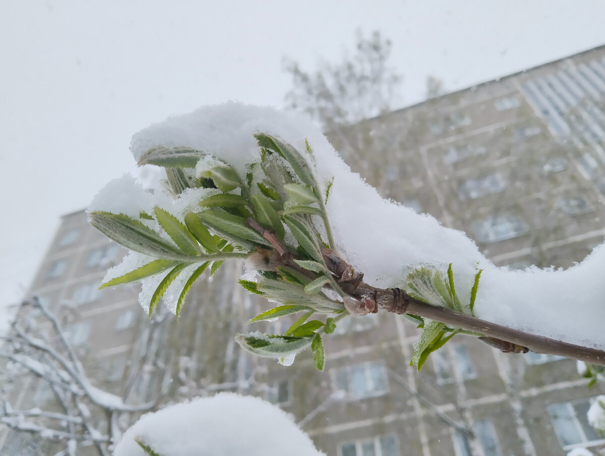 На яблони было просто жалко смотреть...