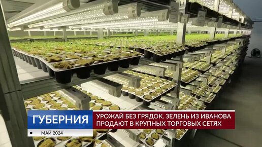 Урожай без грядок. Зелень из Иванова продают в крупных торговых сетях