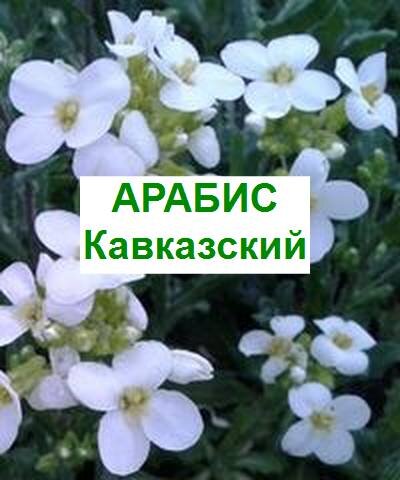 арабис кавказский