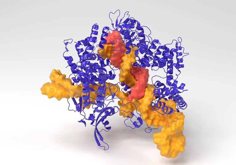 3D-модель комплекса для редактирования генов CRISPR-Cas9 из Streptococcus pyogenes. Иллюстрация: Indigo Molecular Images/Science Photo Library