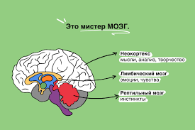 Зоны мозга