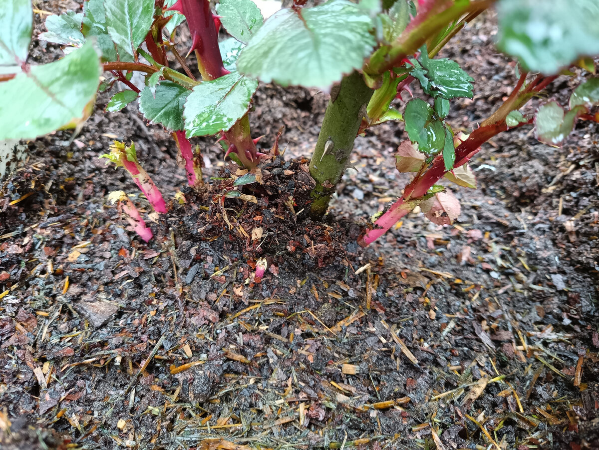 Образовани е базальных побегов