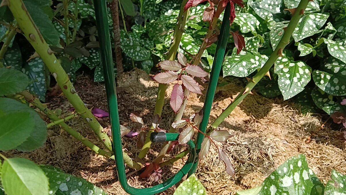 Базальный побег