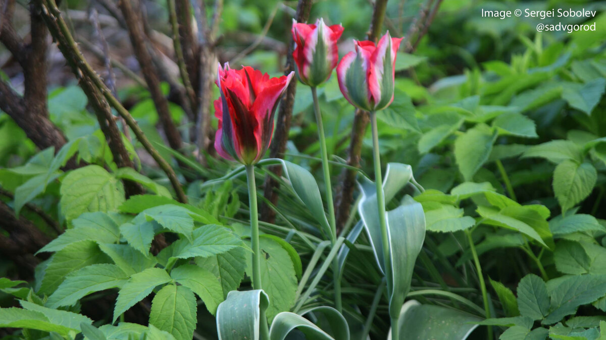 Крупны зеленоцветковый гибрид. Сажал как 'China Town'.