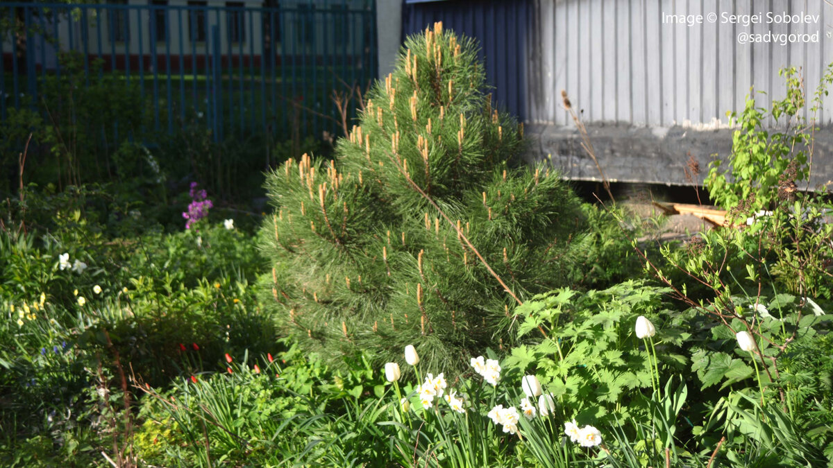 Цветник Парусник с сосной, которая как бы говорит: пощипай меня!