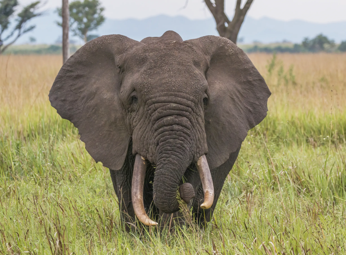 Африканский слон (Loxodonta africana)