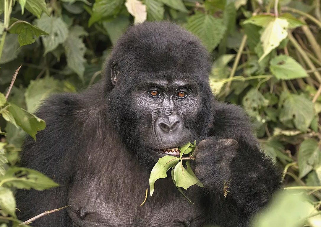 Горная горилла (Gorilla beringei beringei)