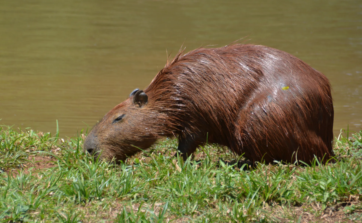 Капибара (Hydrochoerus hydrochaeris)