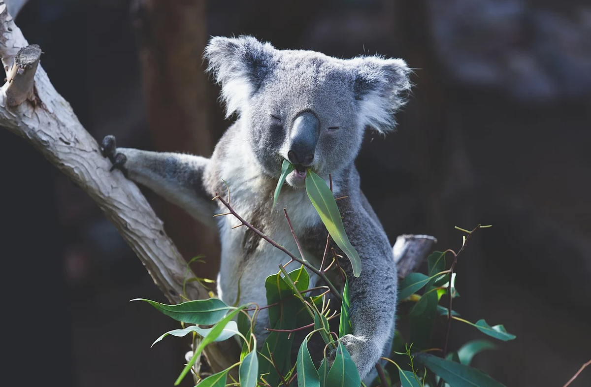 Коала (Phascolarctos cinereus)