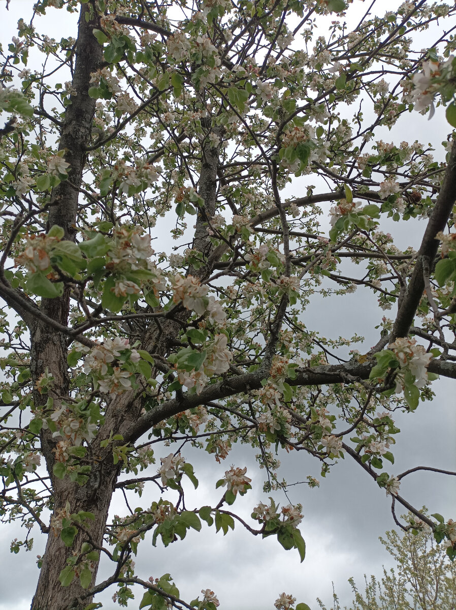 Возвратные заморозки заморозили раскрывшийся цвет, но сохранились бутоны.