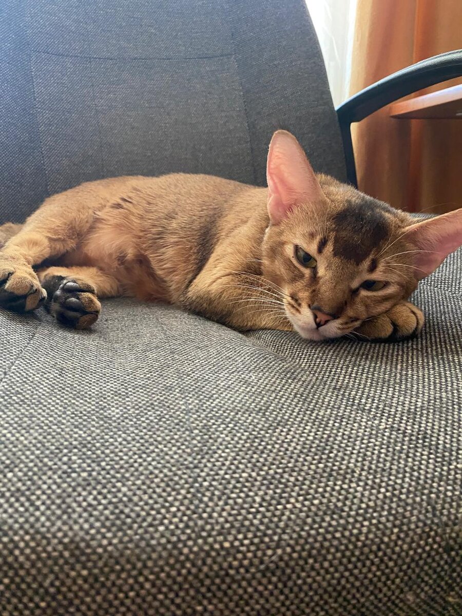 кошка Сонька