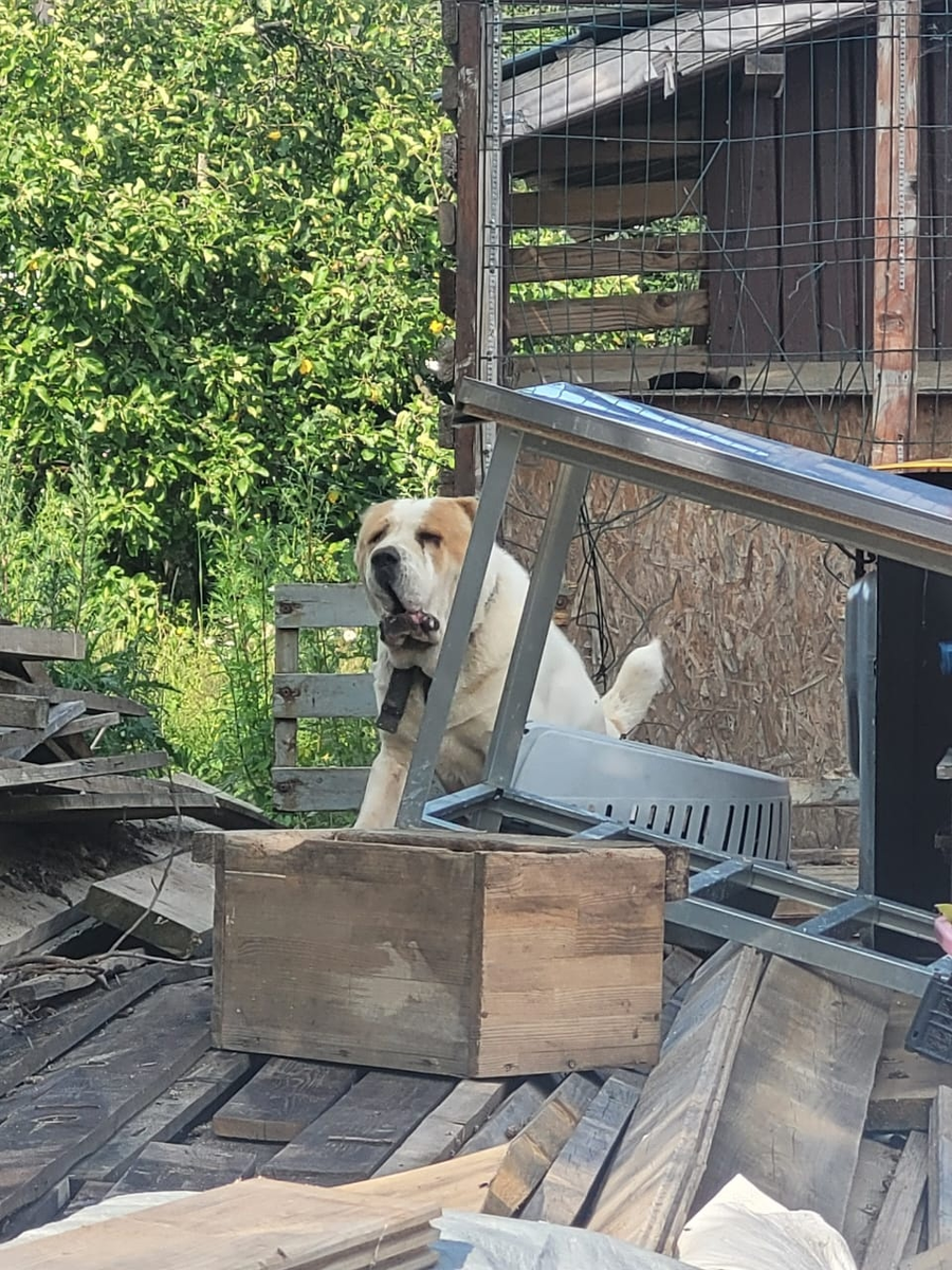 Собака на куче мусора. 