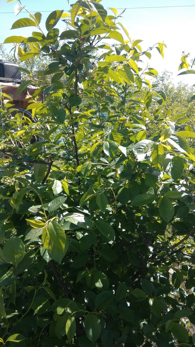 Кустовая вишенка весной после лечения. Абсолютно здоровая!