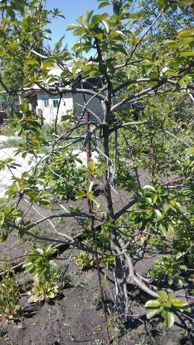 Обрезанный скелет самоплодной вишни весной после лечения.