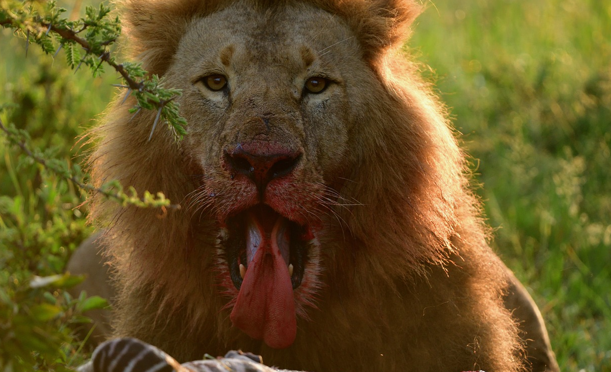 Лев (Panthera leo) ест
