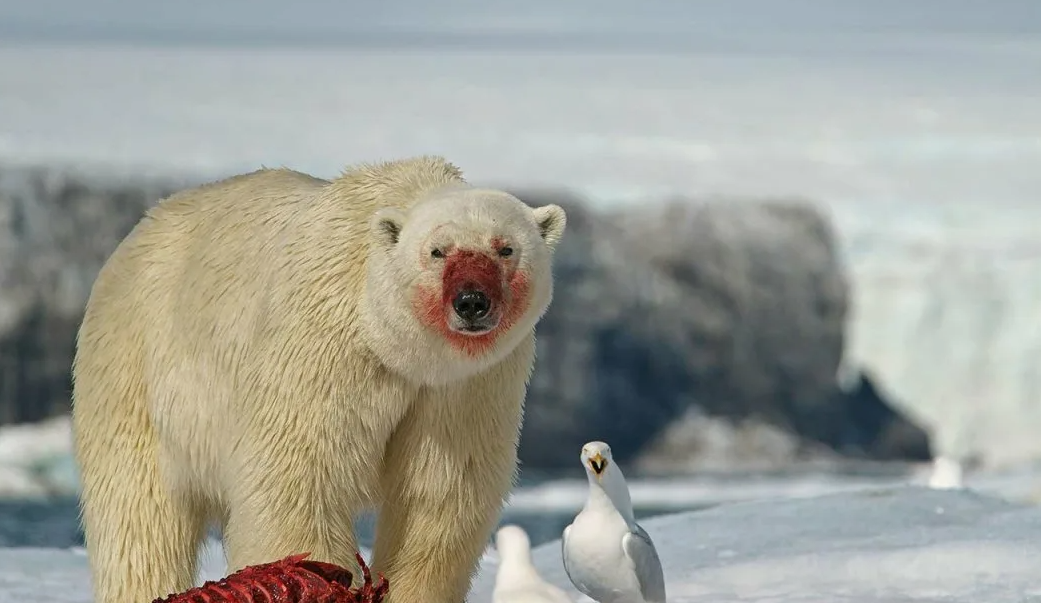 Белый медведь (Ursus maritimus) ест
