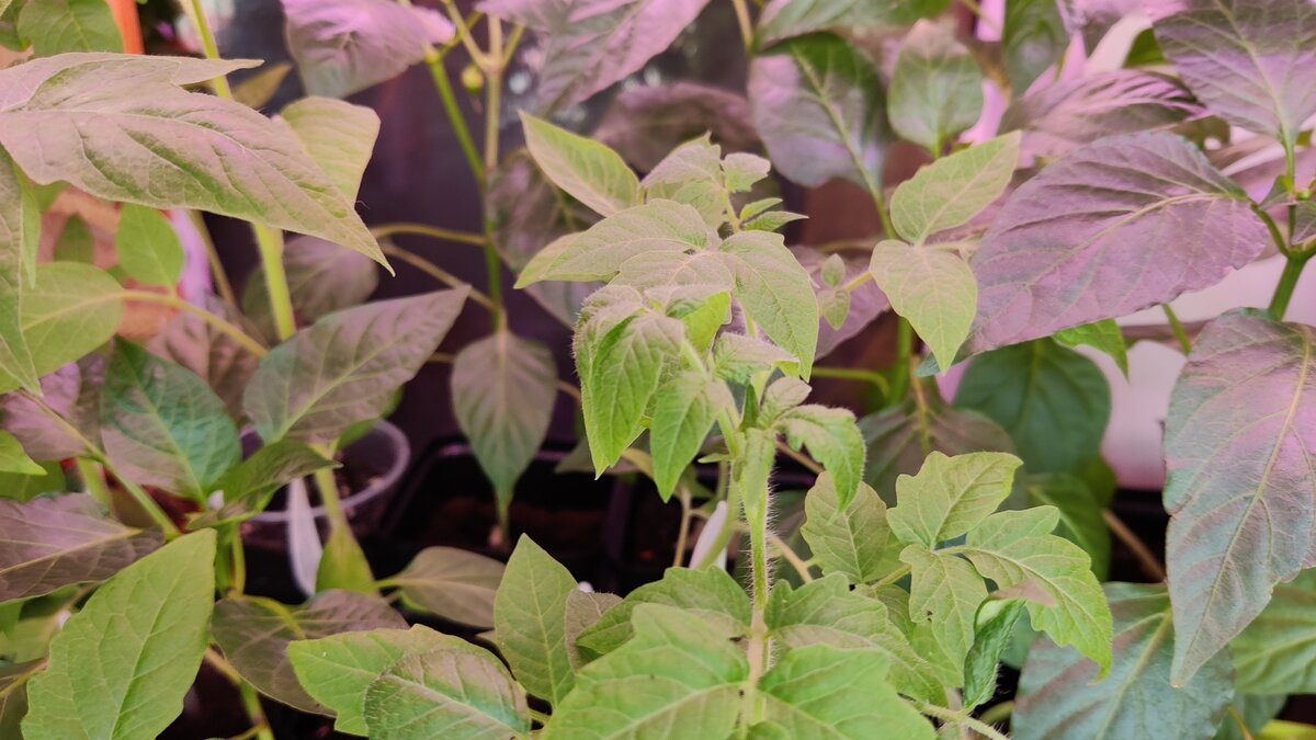 Моей рассаде уже тесно