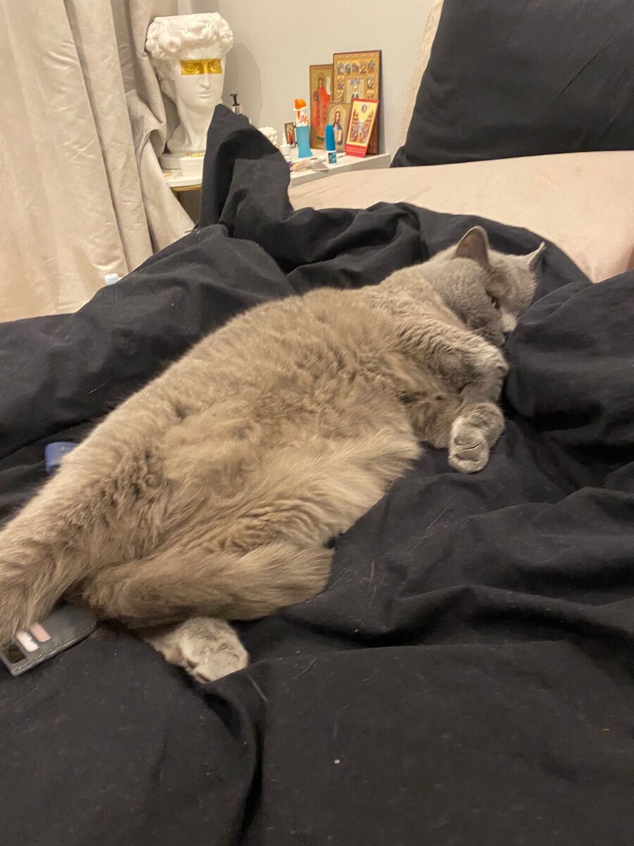 Я вам не манул ... не капибара какая ...