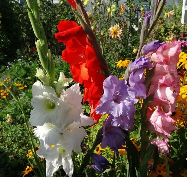 Были и черные...