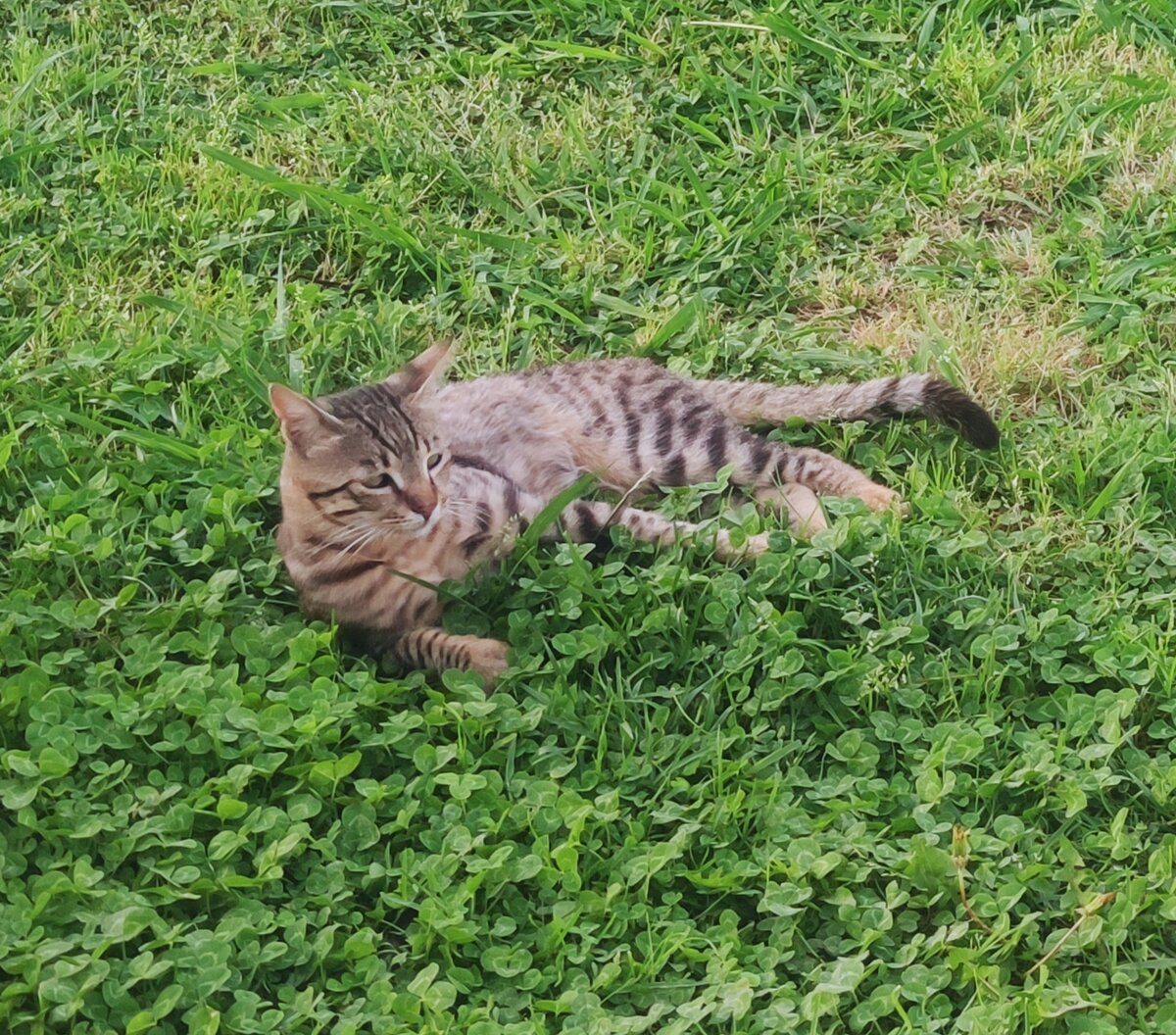 Турецкий котик