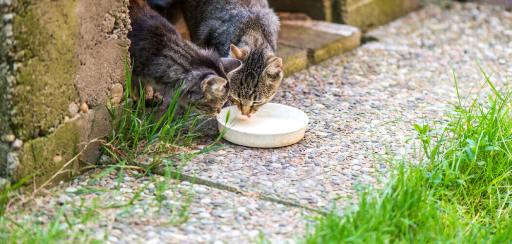 Тяжелые симптомы у кошек проявляются через два-три дня после заражения Фото: ArtShotPhoto / Shutterstock / FOTODOM