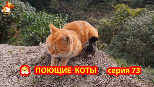 Крутые коты у птичьего двора выпуск 73 🐈🐈‍⬛😹 Корзинка-лежанка и черный цыпленок ❣️ Природа Абхазии и подворье с птицами и животными 🥰