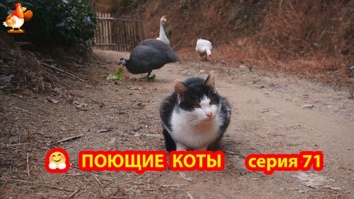 Крутые коты у птичьего двора выпуск 71 🐈🐈‍⬛😹 Колик, гуси и цесарки ❣️ Природа Абхазии и красивое подворье с птицами и животными 🥰